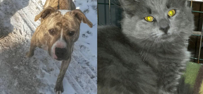 SHELTER SUNDAY: Meet Spanky (pit bull) and Noel (gray cat)