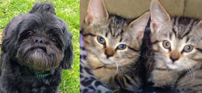 SHELTER SUNDAY: Meet Matilda (Shih Tzu) and Darcy and Dash (tabby kittens)