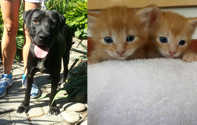 SHELTER SUNDAY: Meet Eddie (black Lab mix) and Butter Cream and Butter Rum (orange tabby kittens)