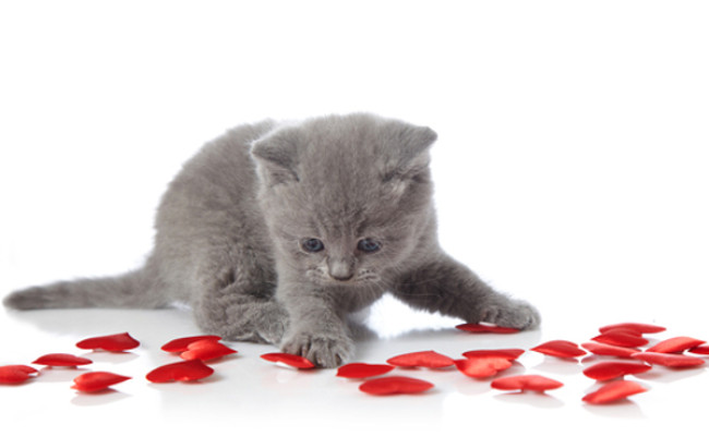 Valentines for Felines collects donations through Feb. 16 to care for cats at Indraloka Animal Sanctuary