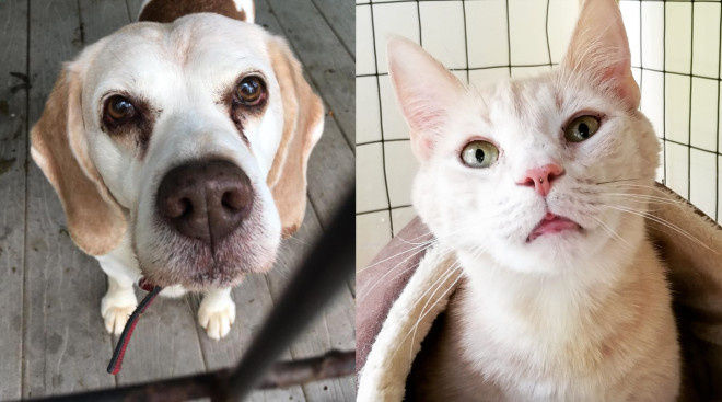 Alvin beagle Hank orange white tabby cat shelter adopt dog | NEPA Scene
