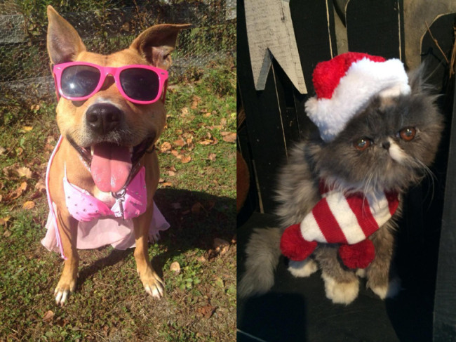 SHELTER SUNDAY: Meet Bella (pit bull mix) and Gracie (blue cream Persian)