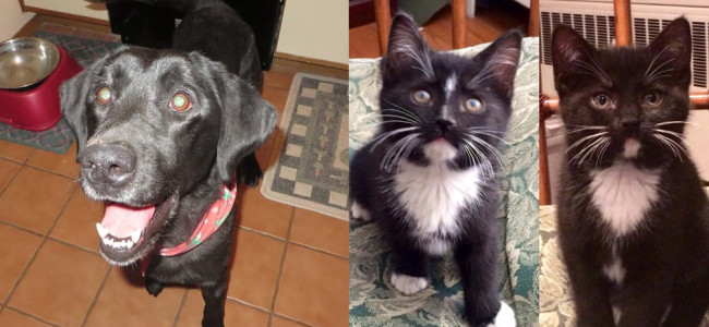 SHELTER SUNDAY: Meet Maxine (black Labrador) and Maggie and Morgan (tuxedo cats)