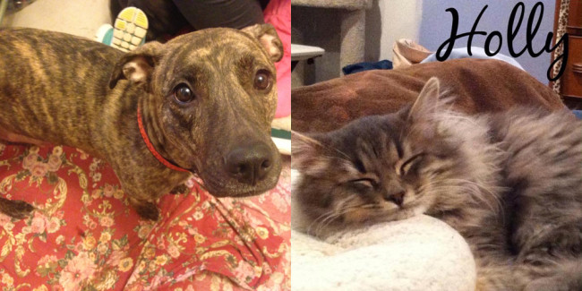 SHELTER SUNDAY: Meet Maddie (pit bull mix) and Holly (Maine Coon mix)