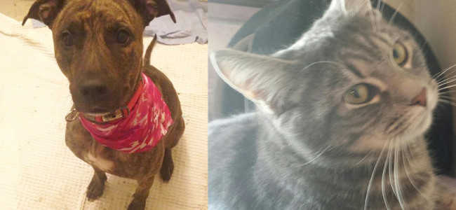 SHELTER SUNDAY: Maddie (pit bull mix) and Oliver (gray cat)