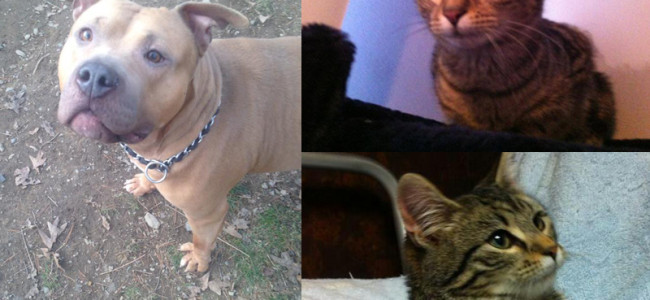 SHELTER SUNDAY: Meet Trini (pit bull) and Pebbles and Bam Bam (striped cats)