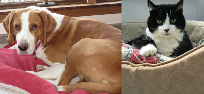 SHELTER SUNDAY: Meet Buddy (brown and white dog) and Tripod (tuxedo cat)