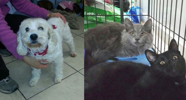 SHELTER SUNDAY: Meet Lacey (cockapoo) and Noel and Teddy (gray and black cats)