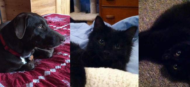 SHELTER SUNDAY: Meet Tommy (Lab mix) and Melody and Harmony (black cats)