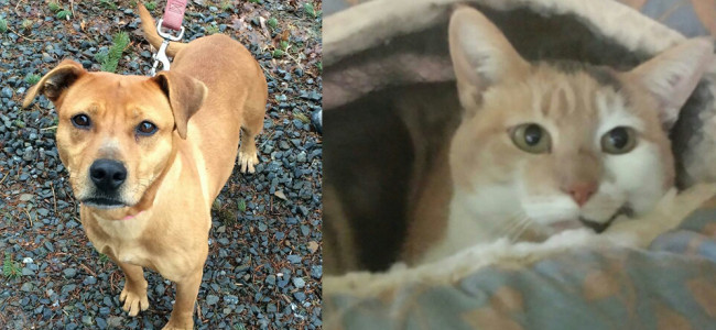 SHELTER SUNDAY: Meet Cypress (pit bull mix) and Anna (calico cat)