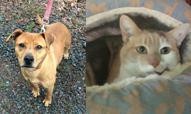 SHELTER SUNDAY: Meet Cypress (pit bull mix) and Anna (calico cat)