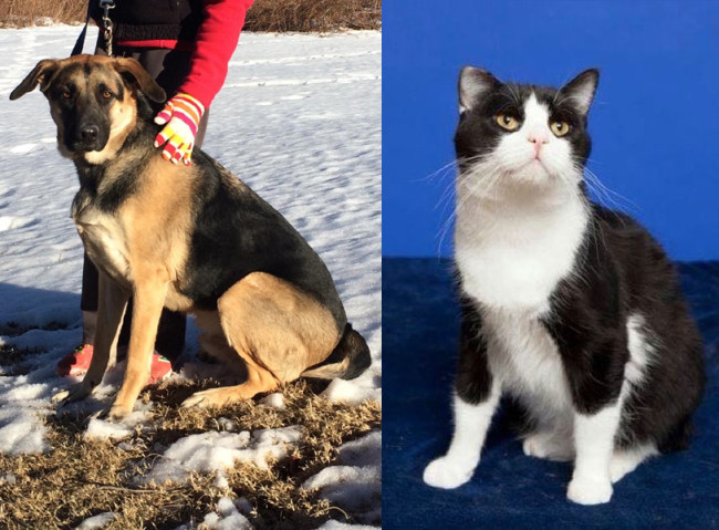 SHELTER SUNDAY: Meet Eli (Rottweiler/German shepherd mix) and Kip (tuxedo cat)
