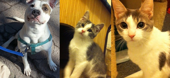 SHELTER SUNDAY: Meet Hund (pit bull mix) and Jinxy and Katie (white and gray cats)