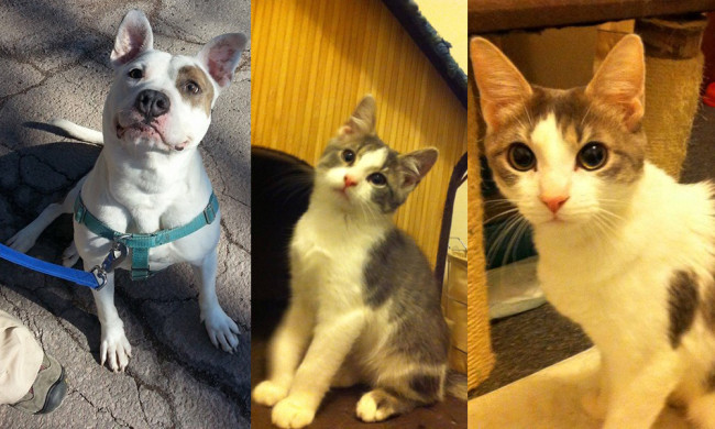 SHELTER SUNDAY: Meet Hund (pit bull mix) and Jinxy and Katie (white and gray cats)