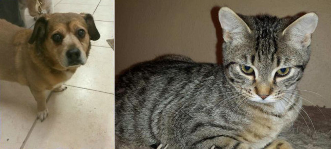 SHELTER SUNDAY: Meet Jada (corgi mix) and Dewey (tabby cat)