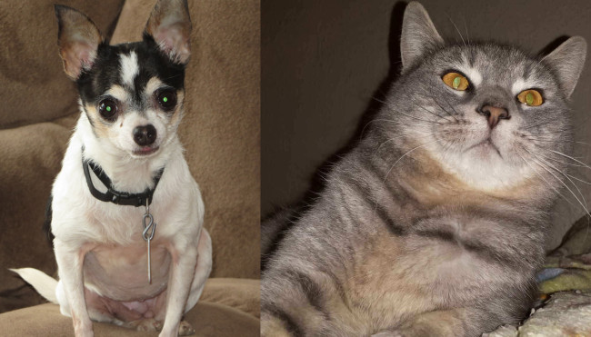 SHELTER SUNDAY: Meet Trixie (Chihuahua) and Grayson (Maltese cat)
