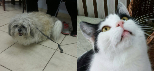SHELTER SUNDAY: Meet Charlie (Lhasa Apso) and Louise (bicolor cat)