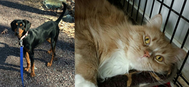 SHELTER SUNDAY: Meet Delilah (coonhound) and Mr. Scruffles (Maine coon)