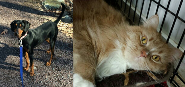 SHELTER SUNDAY: Meet Delilah (coonhound) and Mr. Scruffles (Maine coon)