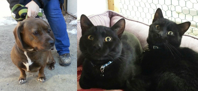 SHELTER SUNDAY: Meet Gracie (basset hound mix) and Knight and Coal (black cats)