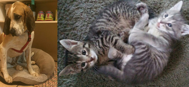 SHELTER SUNDAY: Meet Jonah (Treeing Walker Coonhound) and Stealth and Ricochet (tabby kittens)