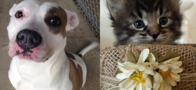 SHELTER SUNDAY: Meet Hund (pit bull terrier) and Roger (tabby kitten)