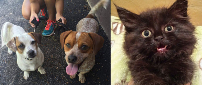 SHELTER SUNDAY: Meet Sugar and Spice (Jack-A-Bees) and Tiffany (black kitten)