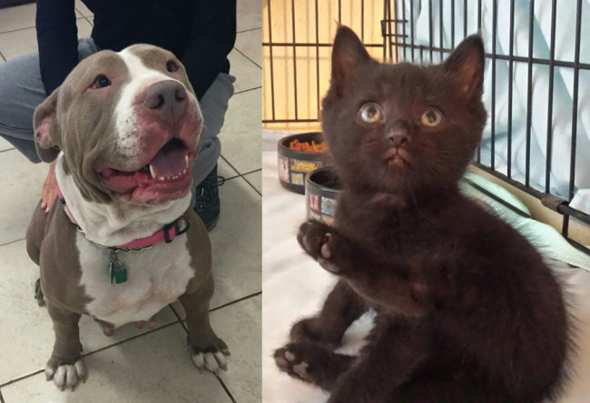 SHELTER SUNDAY: Meet Vanilla (pit bull terrier) and Batman (black kitten/crime-fighter)
