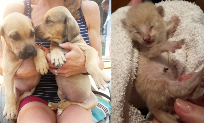SHELTER SUNDAY: Meet these hound mix puppies and this newborn kitten