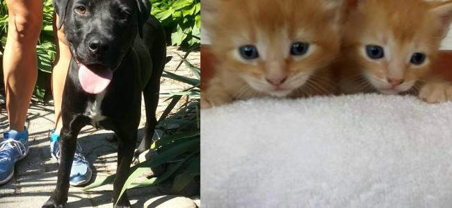 SHELTER SUNDAY: Meet Eddie (black Lab mix) and Butter Cream and Butter Rum (orange tabby kittens)