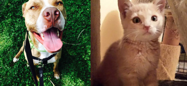 SHELTER SUNDAY: Meet Calvin (pit bull mix) and Ringo (orange tabby kitten)