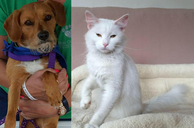 SHELTER SUNDAY: Meet Sparky (Jack Russell terrier) and Wynter (white cat)