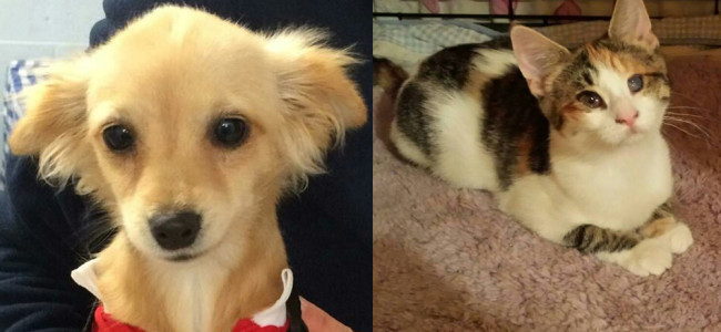 SHELTER SUNDAY: Meet Jersey (blonde Chihuahua) and Hope (tabby kitten)