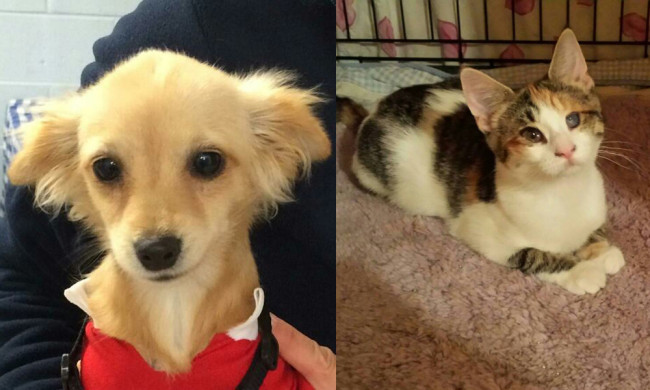 SHELTER SUNDAY: Meet Jersey (blonde Chihuahua) and Hope (tabby kitten)