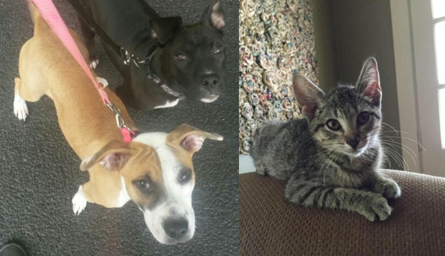 SHELTER SUNDAY: Meet Greyson and Revlon (pit bull puppy and hound mix) and Bella (gray tabby kitten)