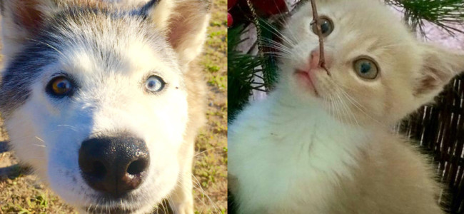 SHELTER SUNDAY: Meet Juliette (Siberian husky) and Peanut (orange tabby kitten)