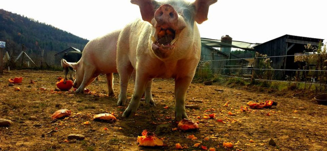 Donate your uncarved pumpkins to hungry pigs at the Indraloka Animal Sanctuary