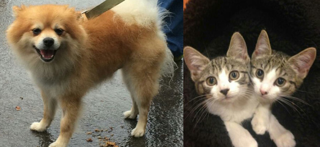 SHELTER SUNDAY: Meet Aspen (Pomeranian) and Annie and Allie (tabby kittens)
