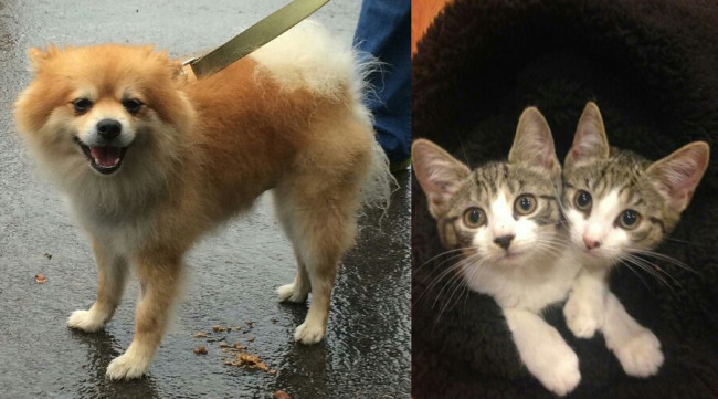 SHELTER SUNDAY: Meet Aspen (Pomeranian) and Annie and Allie (tabby kittens)