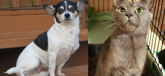 SHELTER SUNDAY: Meet Belle (Chihuahua) and Gypsy (Maltese cat)