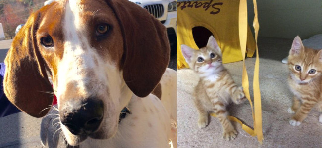 SHELTER SUNDAY: Meet Pete (Treeing Walker Coonhound) and Max and Trixie (orange tabby kittens)