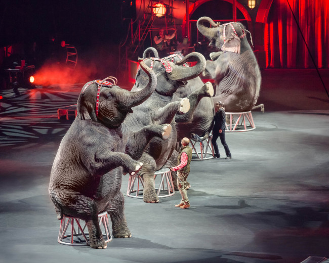 Ringling Bros. and Barnum & Bailey present ‘Circus XTREME’ at Mohegan Sun Arena in Wilkes-Barre April 28-May 1
