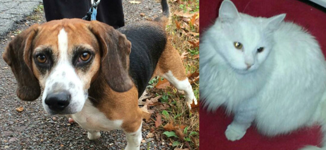 SHELTER SUNDAY: Meet Bobo (beagle mix) and Andy (white cat)