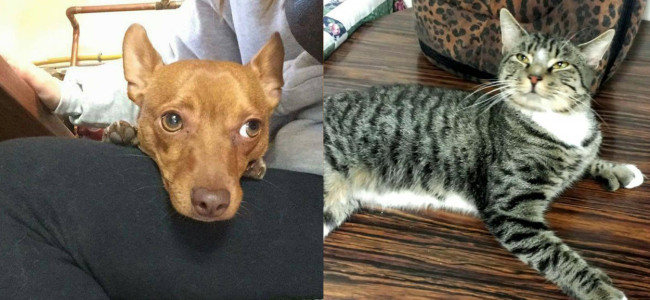 SHELTER SUNDAY: Meet Guinness (Chihuahua/dachshund mix) and Harry (tabby cat)