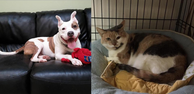 SHELTER SUNDAY: Meet Hund (pit bull terrier) and Anna (calico cat)