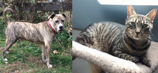 SHELTER SUNDAY: Meet Spanky (brindle pit bull) and Donald (tabby cat)