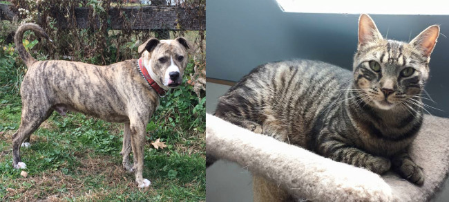 SHELTER SUNDAY: Meet Spanky (brindle pit bull) and Donald (tabby cat)