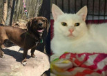SHELTER SUNDAY: Meet Gracie (basset hound mix) and Aurora (white cat)