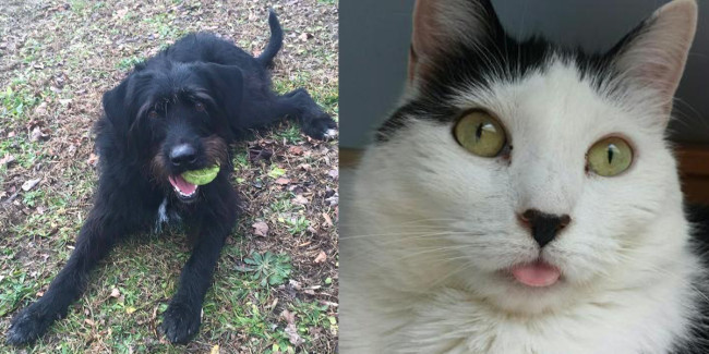 SHELTER SUNDAY: Meet China (Lab/Schnauzer mix) and Cookie (bicolor cat)