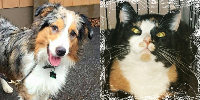 SHELTER SUNDAY: Meet Ozzie (Australian cattle dog) and Emma (calico cat)
